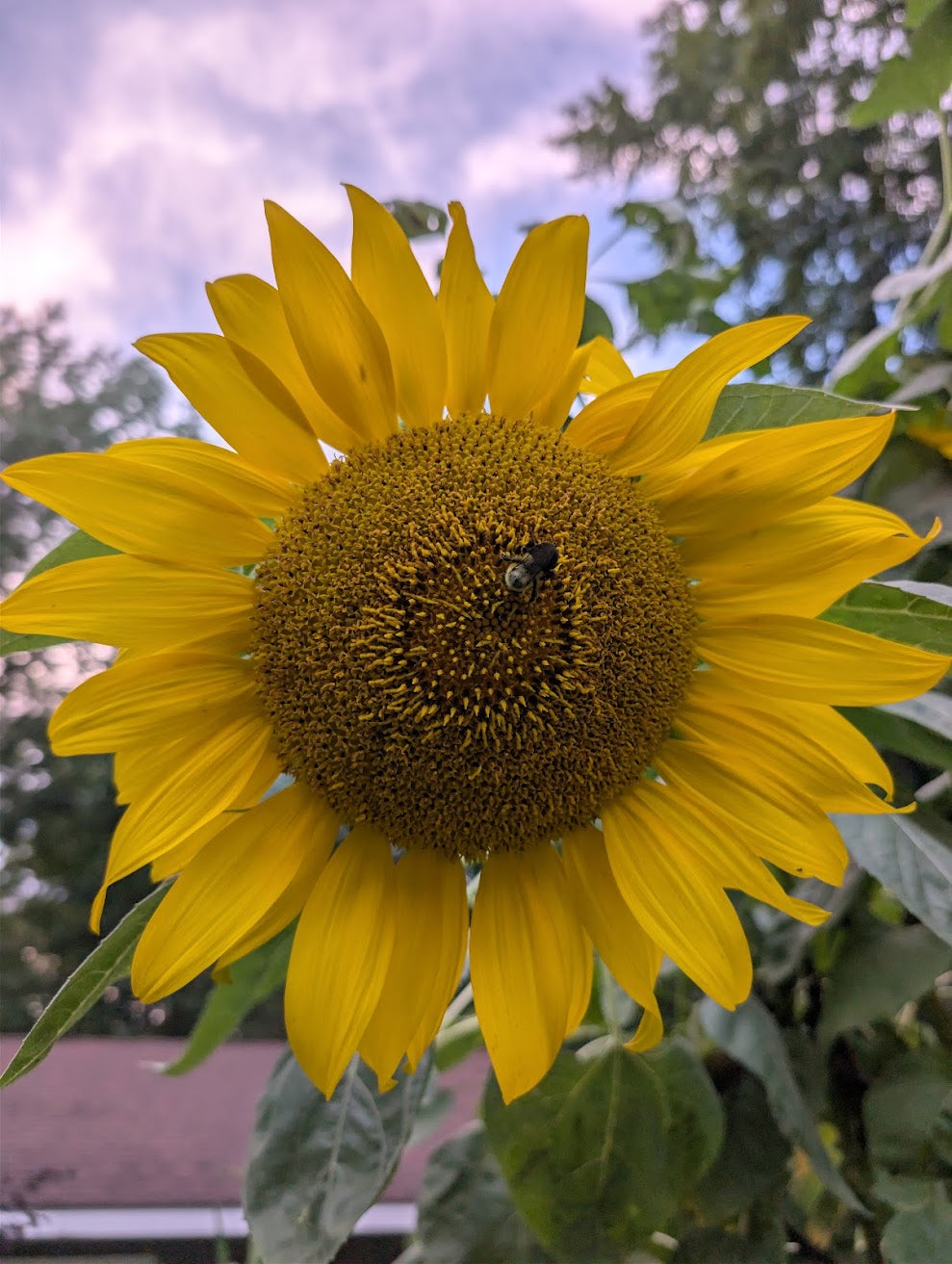 Mammoth Sunflower