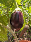 Black Beauty Eggplant