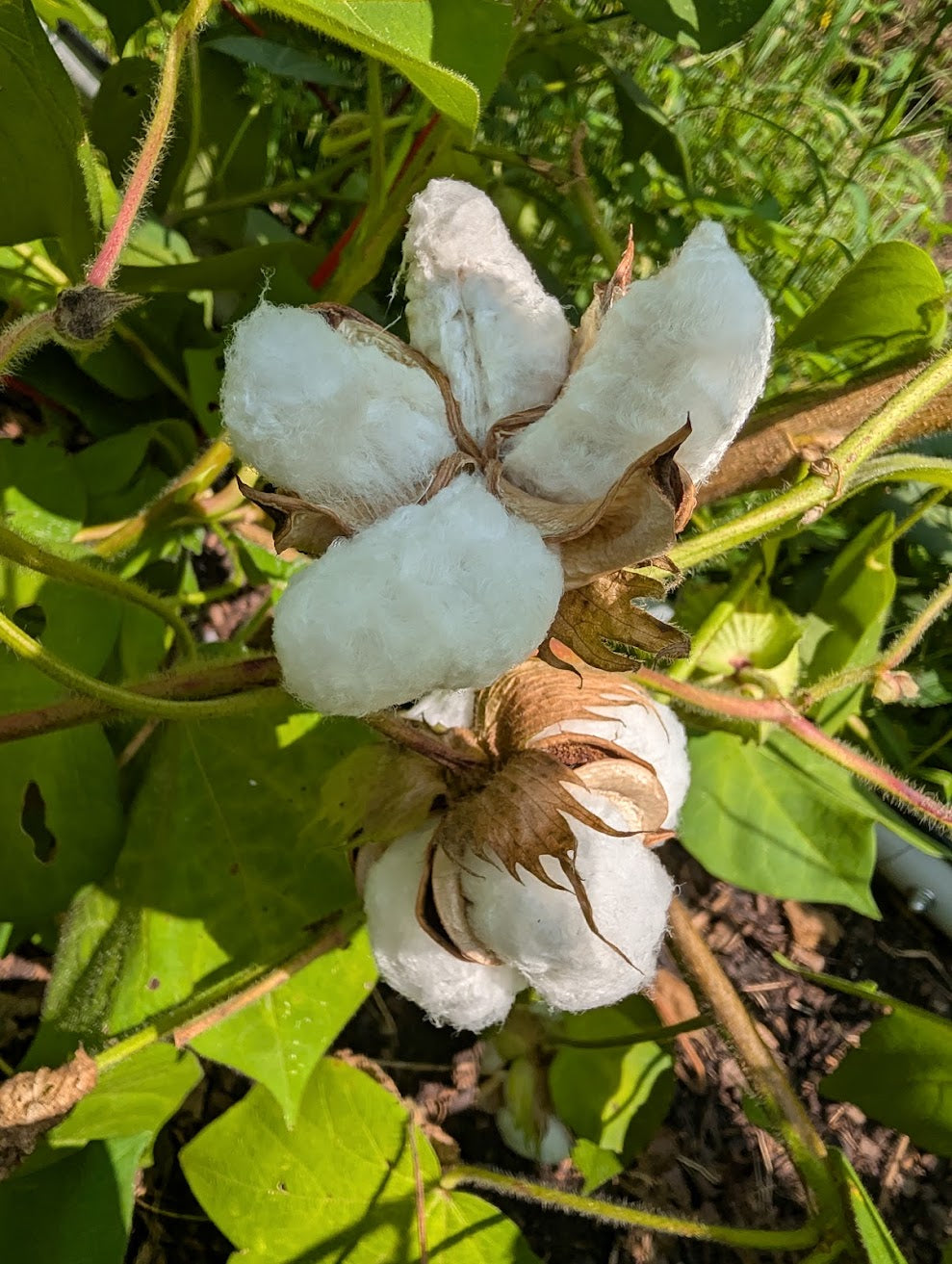 Red Beauty Cotton