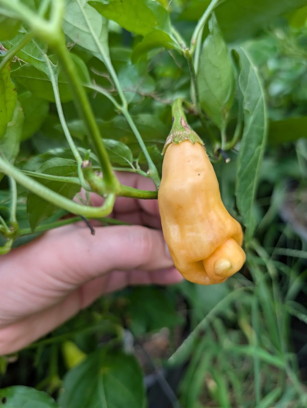 Sugar Rush Peach Hot Pepper