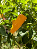 Datil Hot Pepper