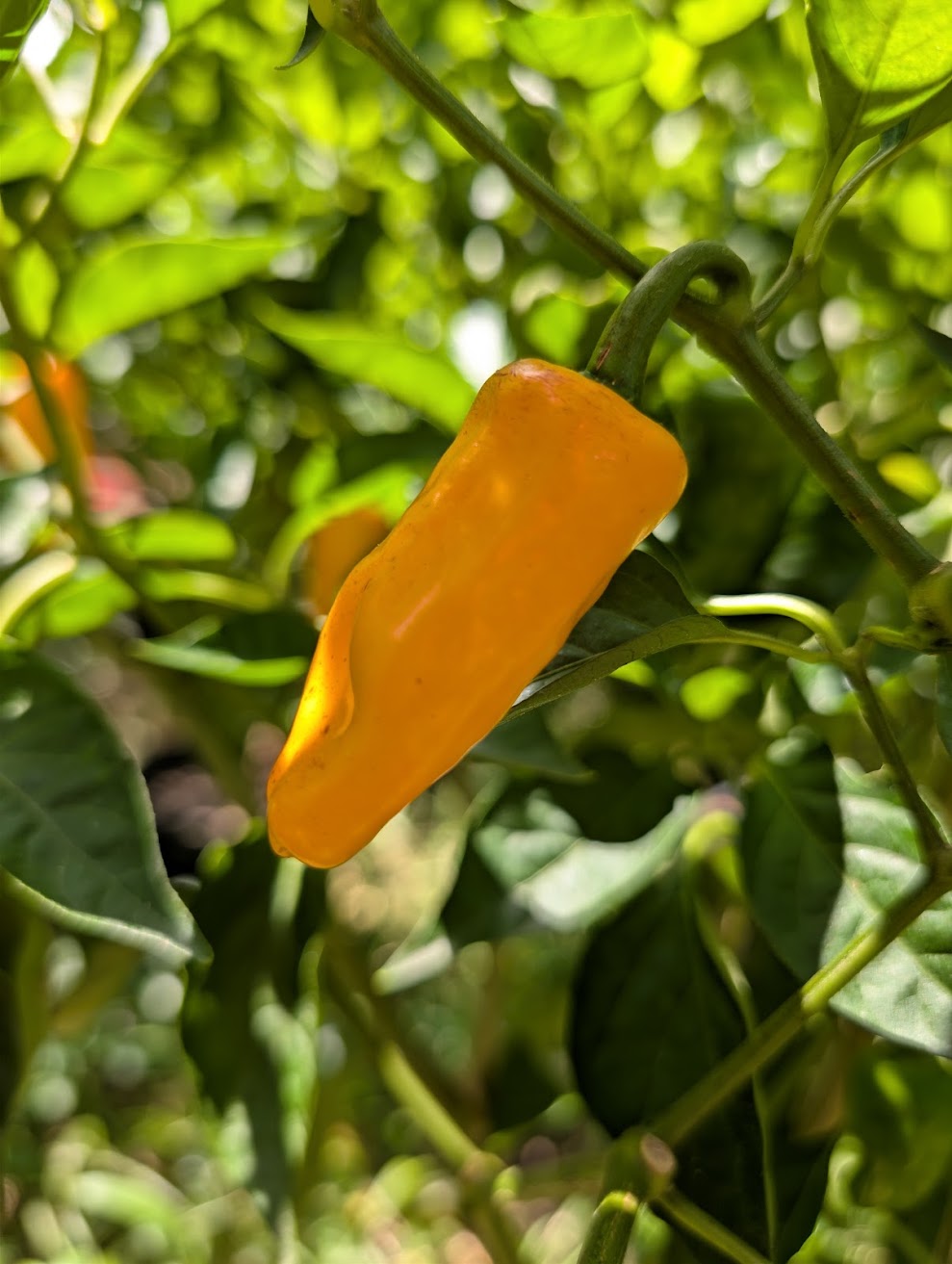 Datil Hot Pepper