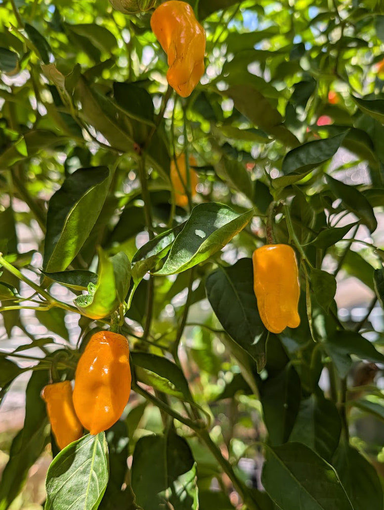 Datil Hot Pepper