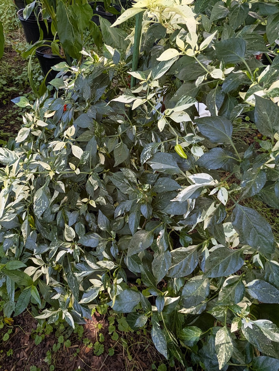 Fish Hot Pepper