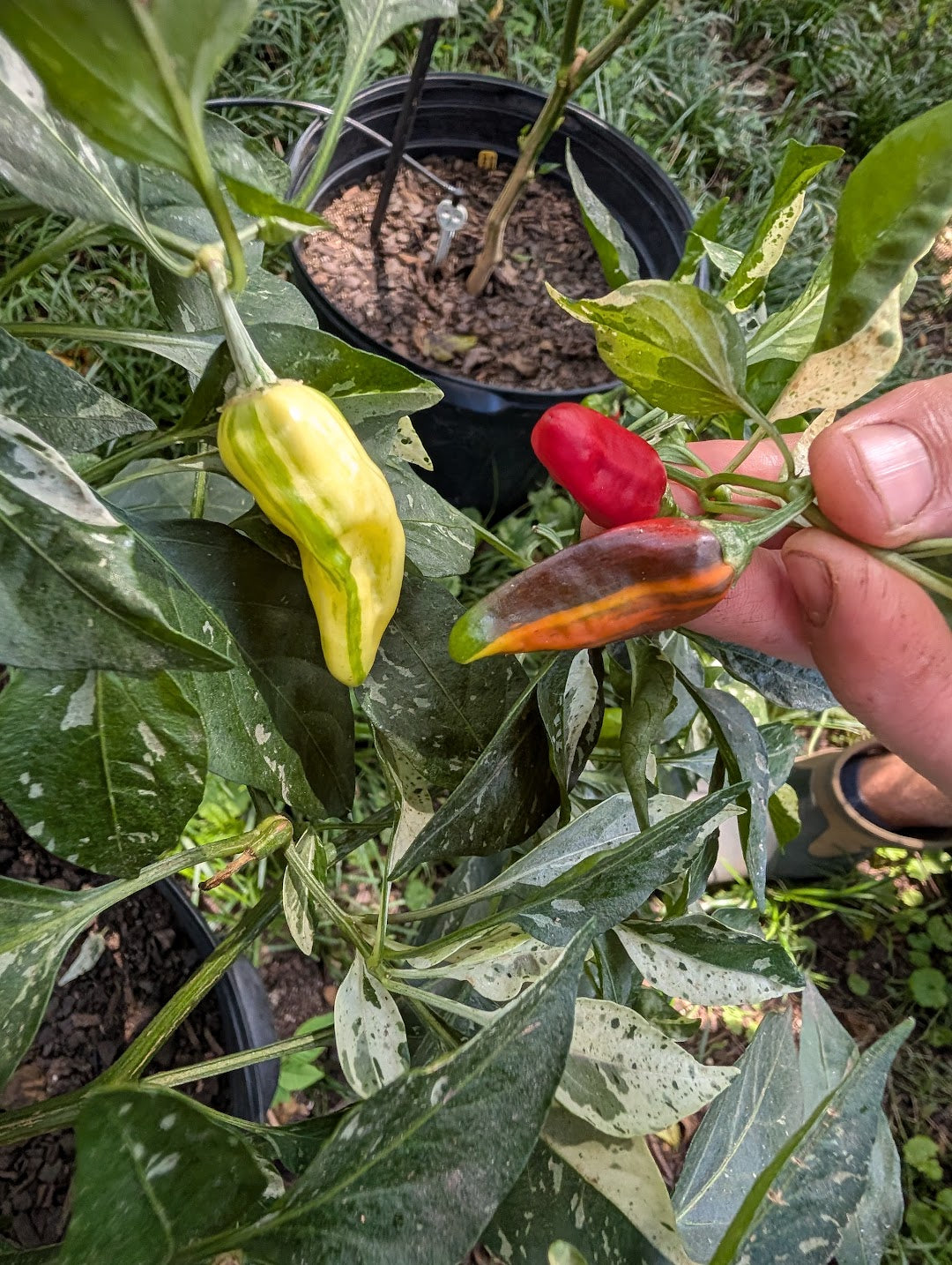 Fish Hot Pepper