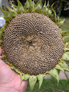 Mammoth Sunflower