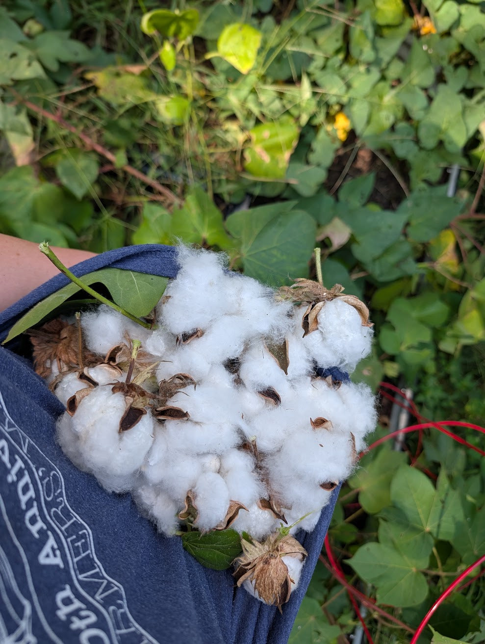 Red Beauty Cotton