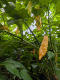 Sugar Rush Peach Hot Pepper