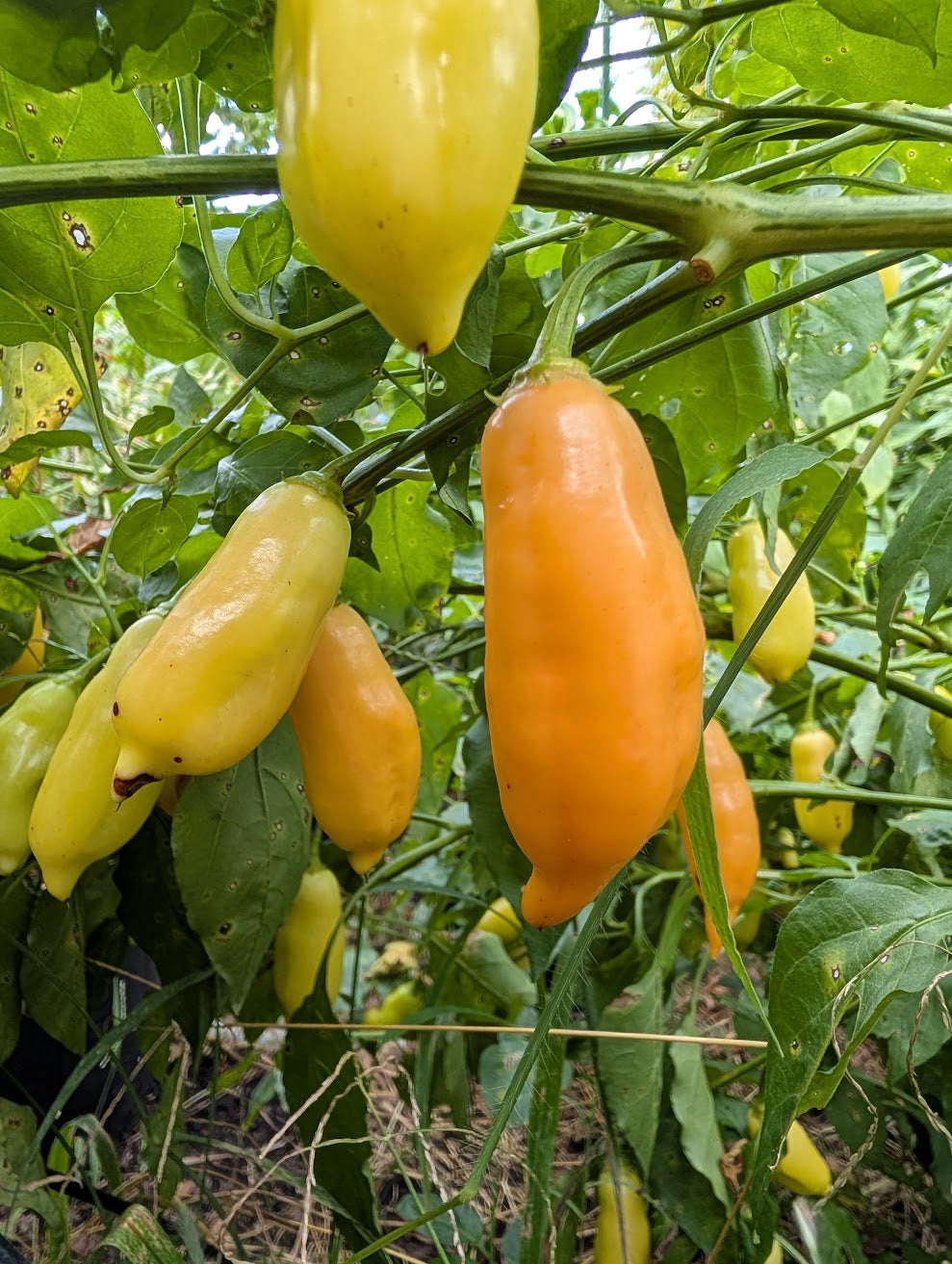 Sugar Rush Peach Hot Pepper