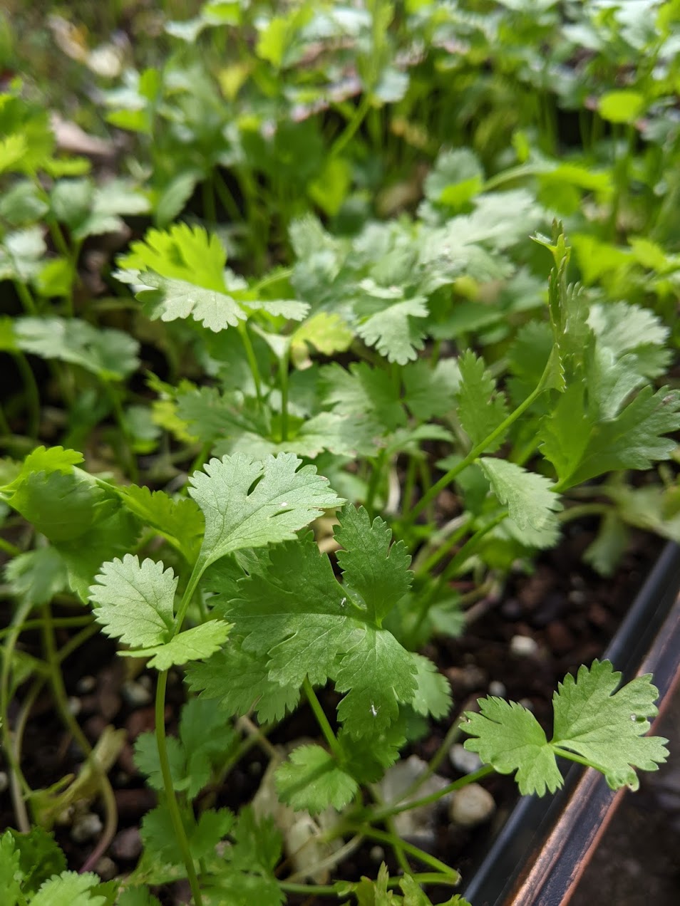 Cilantro