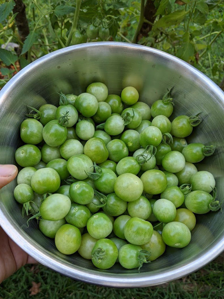 Green Doctor Cherry Tomato