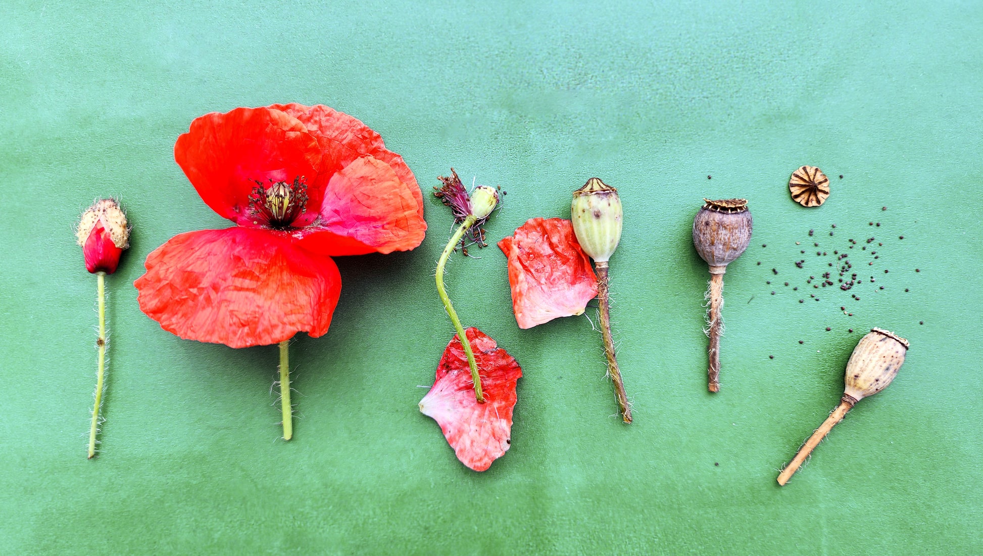 Red Poppy