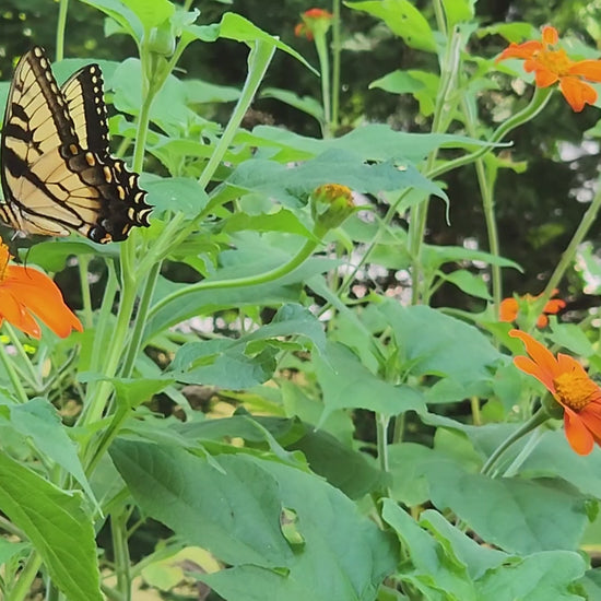 Tiger Swallowtail Butterflies enjoying Mexican Sunflower blooms