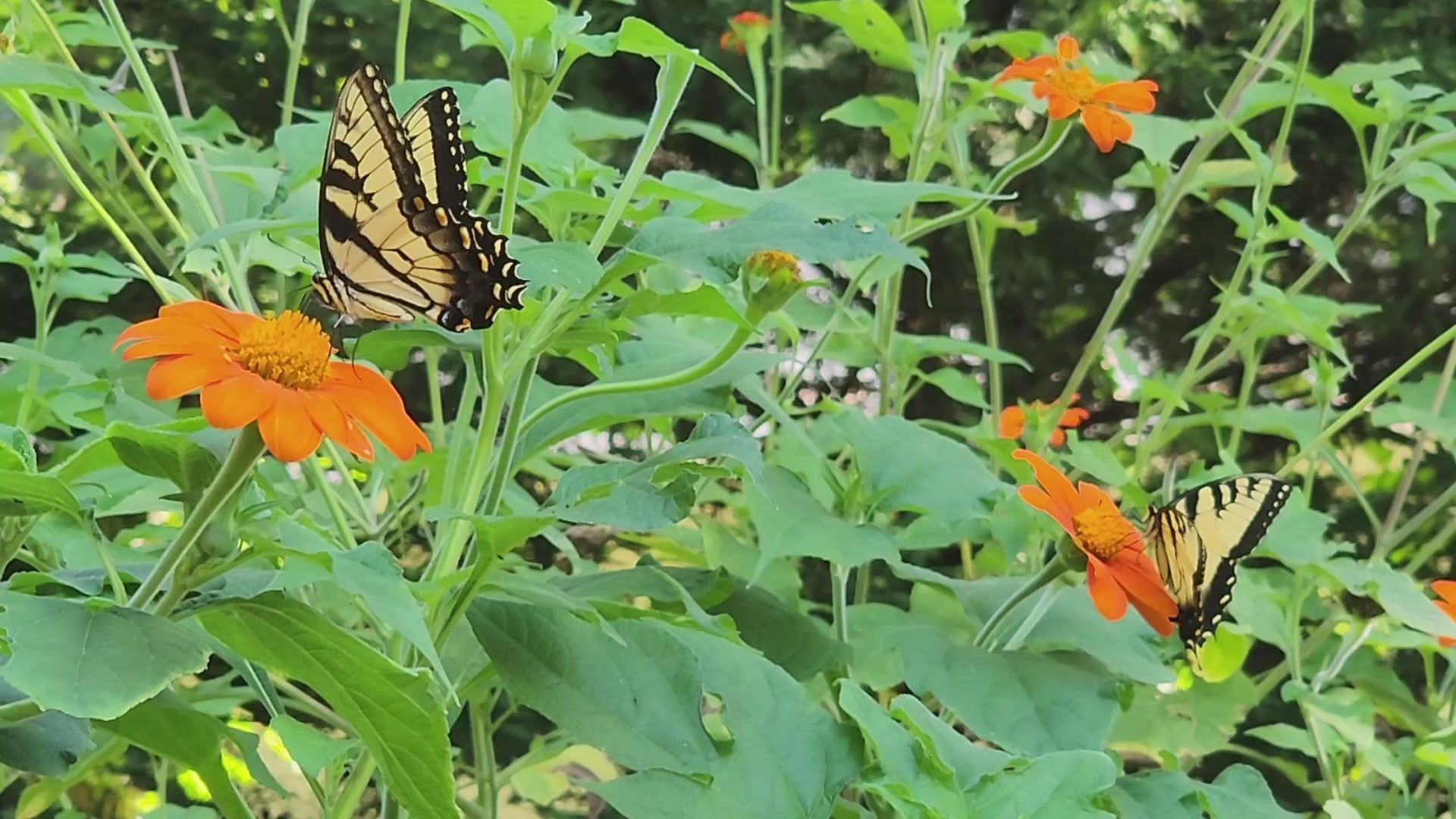 Tiger Swallowtail Butterflies enjoying Mexican Sunflower blooms