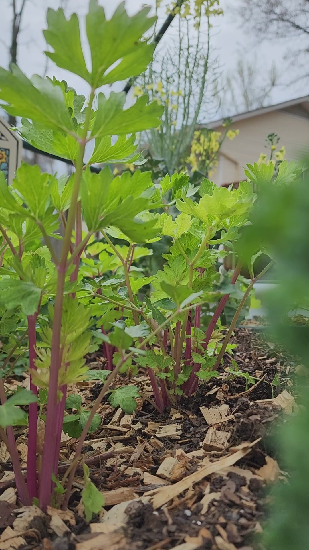 Chinese Pink Celery