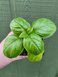 Genovese Basil