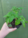Sean's Yellow Dwarf Tomato