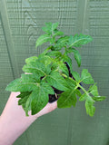 Beryl Beauty Dwarf Tomato