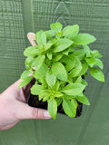 Bush Basil