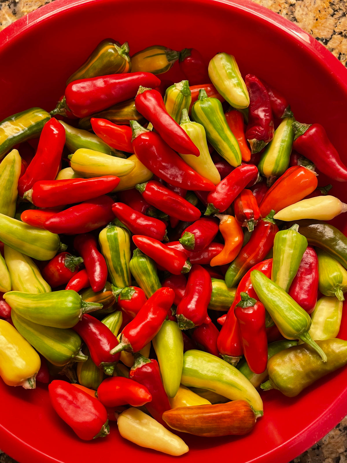 Fish Pepper Seeds | Planet Natural Fish Pepper Seeds | Planet Natural