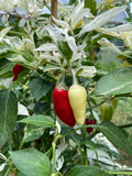 Fish Hot Pepper