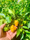 Jamaican Yellow Mushroom Hot Pepper